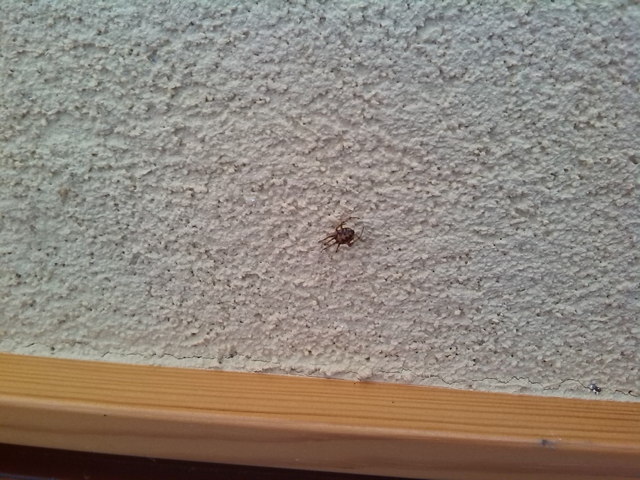 simile malmignatta: Steatoda triangulosa - Galliera (BO)